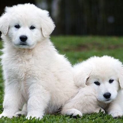 Kuvasz puppy for sale in UAE
