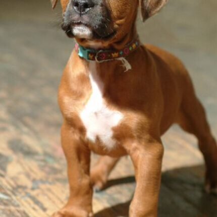 Rhodesian Ridgeback puppy for sale in UAE