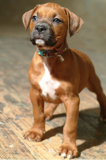 Rhodesian Ridgeback puppy for sale in UAE