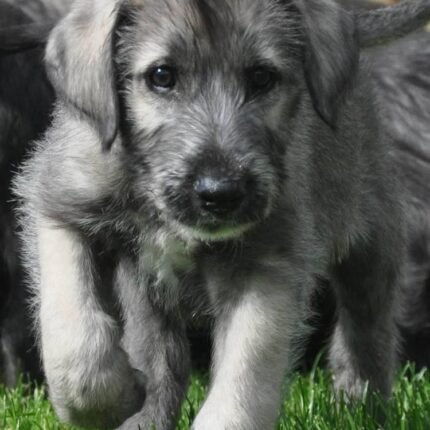 Irish Wolfhound puppy for sale in UAE