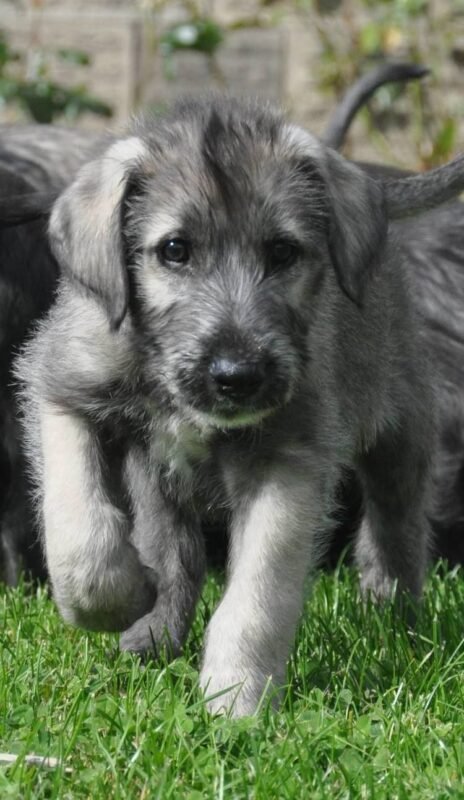 Irish Wolfhound puppy for sale in UAE