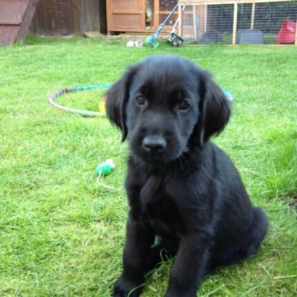 Flat-Coated Retriever puppy for sale in UAE