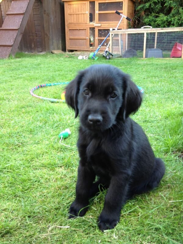 Flat-Coated Retriever puppy for sale in UAE