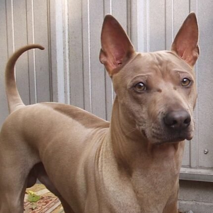 Thai Ridgeback puppy for sale in UAE