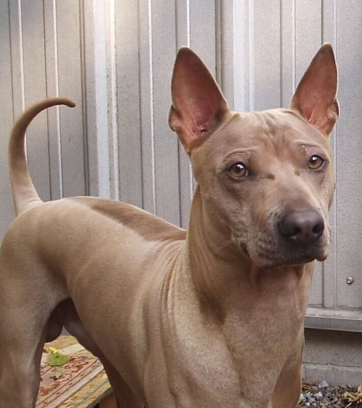 Thai Ridgeback puppy for sale in UAE