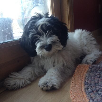 Polish Lowland Sheepdog for sale in UAE