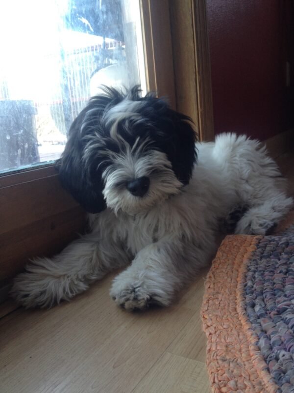 Polish Lowland Sheepdog for sale in UAE