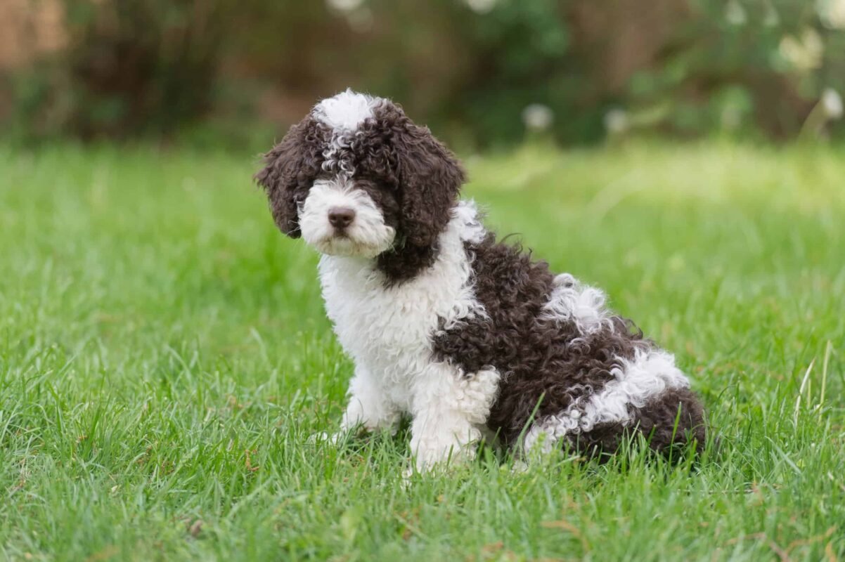 Spanish Water puppy for sale in UAE