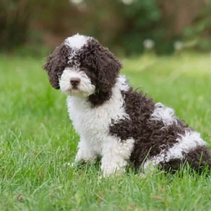 Spanish Water puppy for sale in UAE