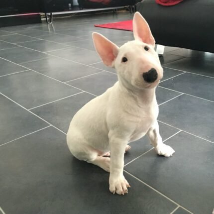 Bull Terrier puppy for sale in UAE