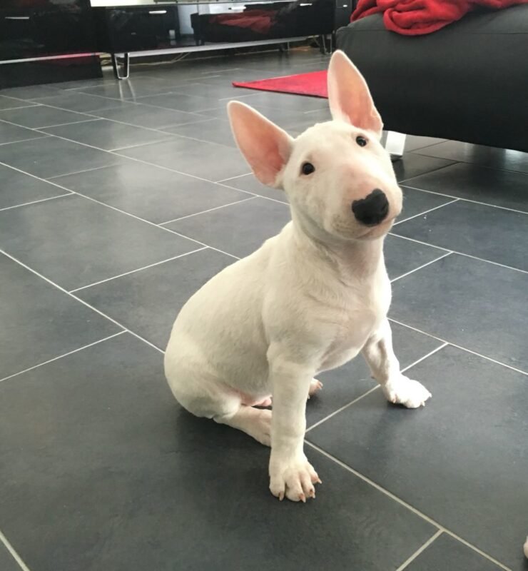 Bull Terrier puppy for sale in UAE