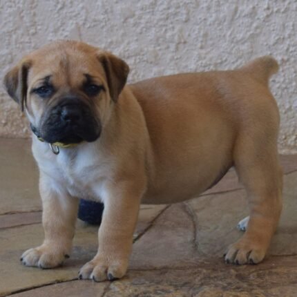 Boerboel puppy for sale in UAE