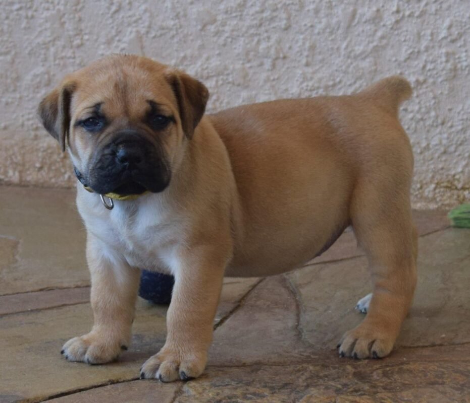 Boerboel puppy for sale in UAE