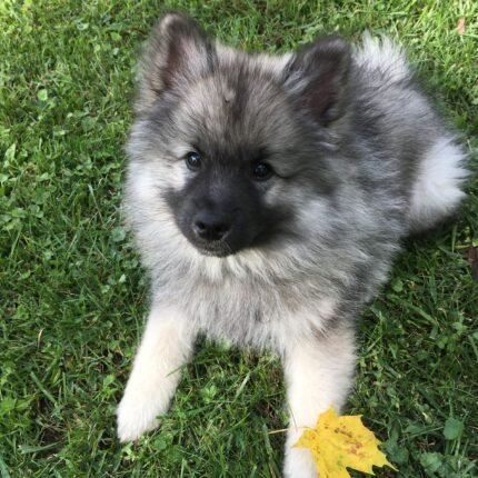 Keeshond puppy for sale in UAE