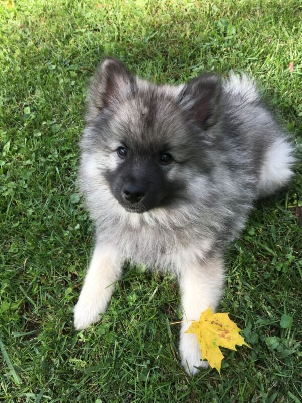 Keeshond puppy for sale in UAE