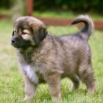 Tibetan Mastiff puppy for sale in UAE