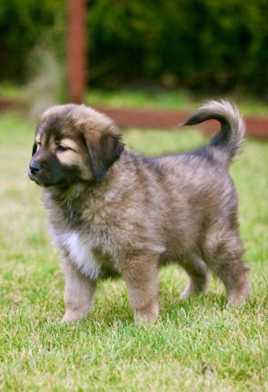 Tibetan Mastiff puppy for sale in UAE