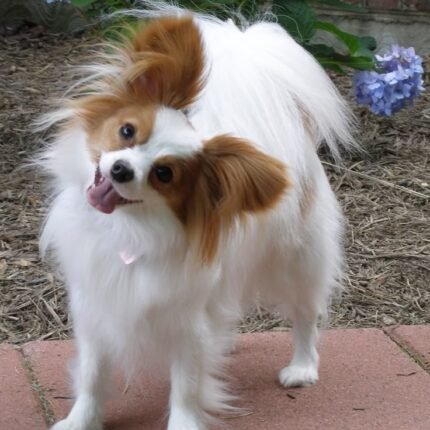 Papillon puppy for sale in UAE