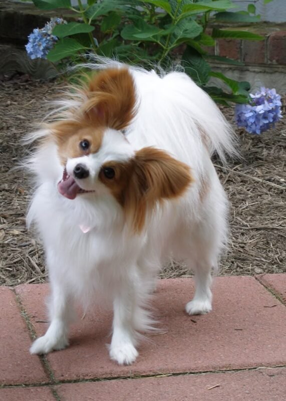 Papillon puppy for sale in UAE
