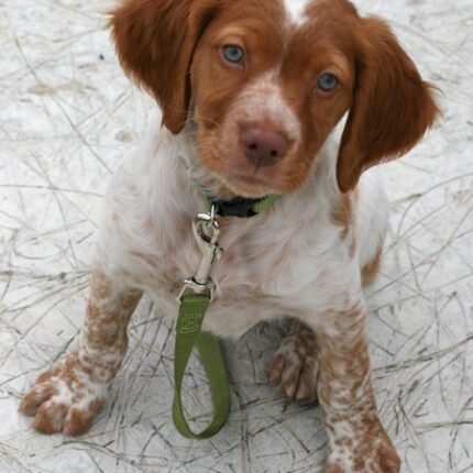 Brittany Spaniel puppy