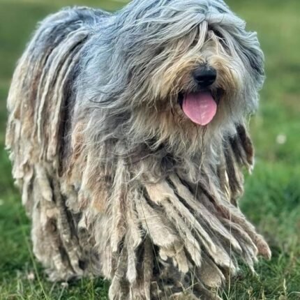 Bergamasco puppy for sale in UAE