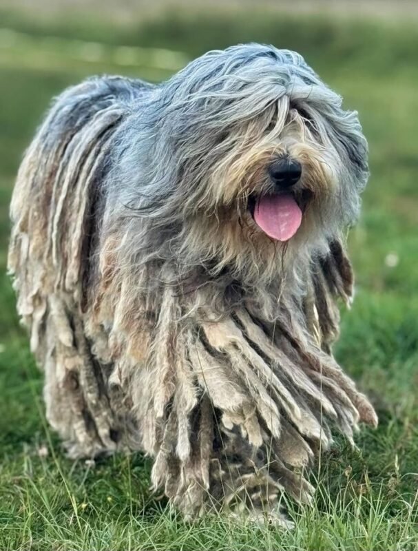 Bergamasco puppy for sale in UAE