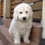 Komondor puppy for sale in UAE