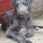 Scottish Deerhound puppy for sale in UAE
