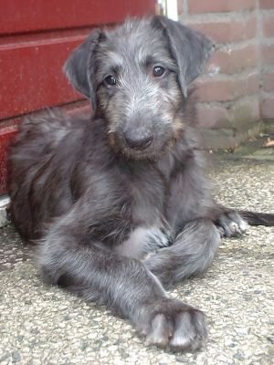 Scottish Deerhound puppy for sale in UAE