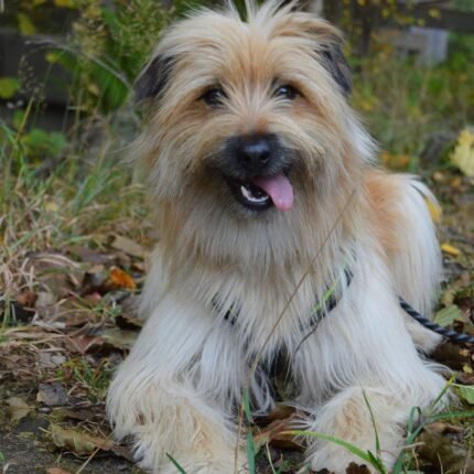 Pyrenean Shepherd puppy for sale in UAE