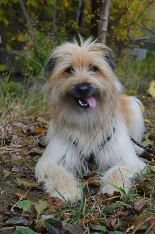 Pyrenean Shepherd puppy for sale in UAE