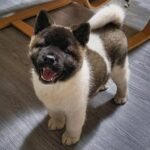 Akita puppy for sale in UAE