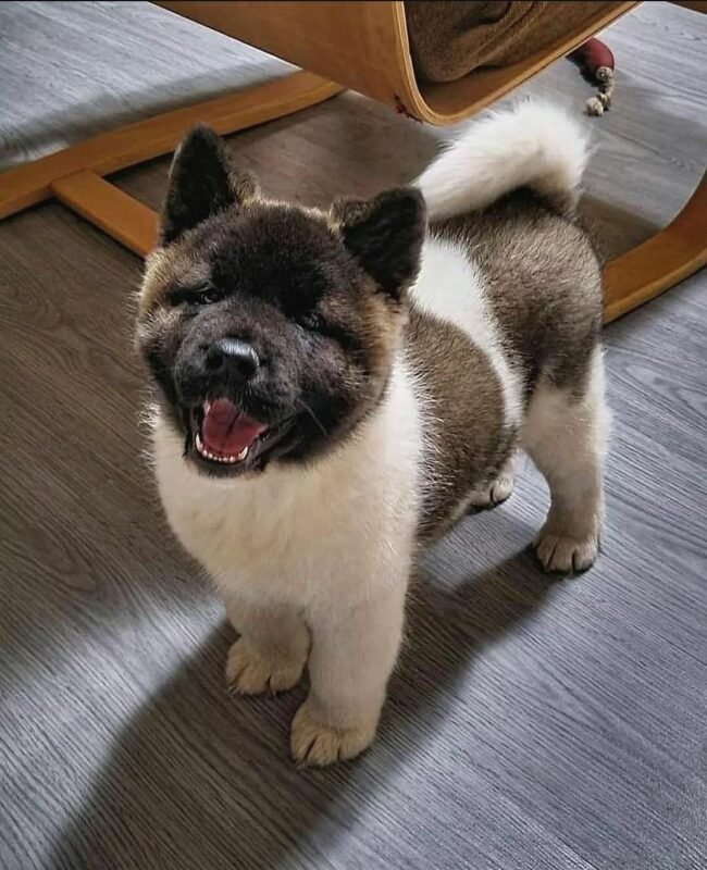 Akita puppy for sale in UAE