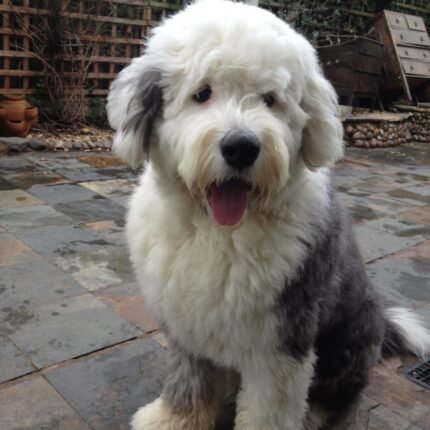 old english sheepdog puppy