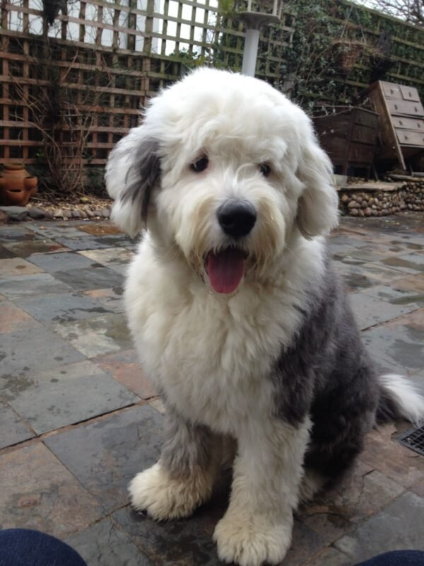 old english sheepdog puppy