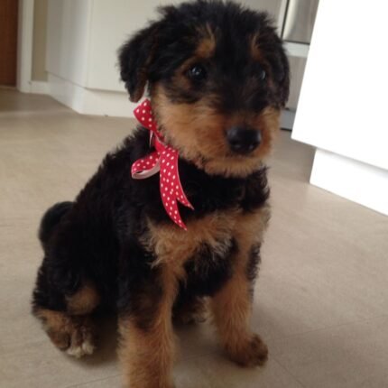 Airedale Terrier puppy for sale in UAE