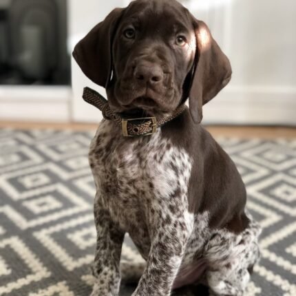 German Shorthaired Pointer puppy for sale in UAE