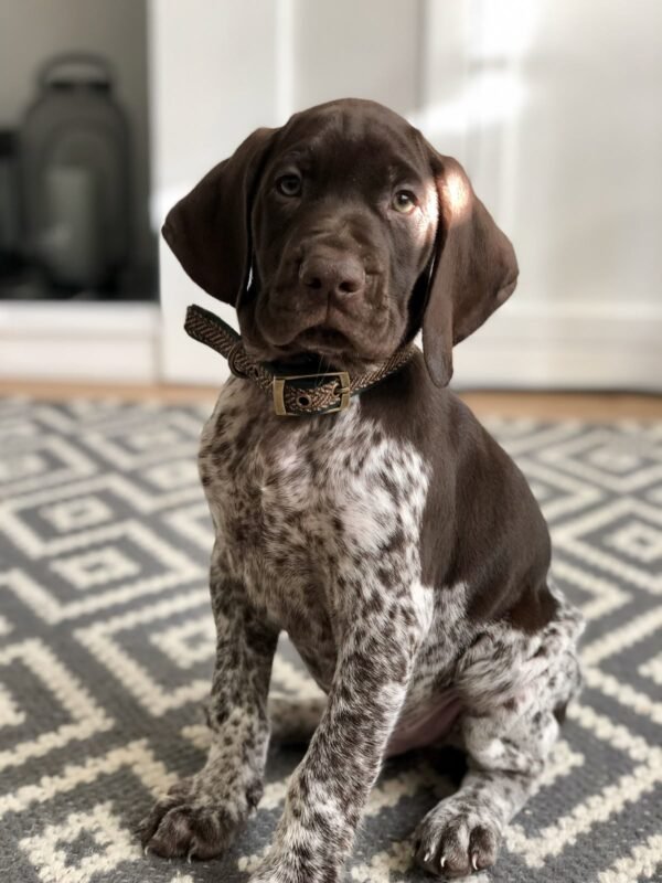German Shorthaired Pointer puppy for sale in UAE